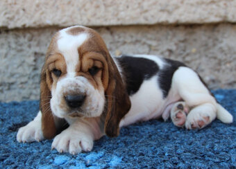 Basset hound - šteniatka s PP po importovaných rodičoch - 5