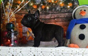 Francúzsky buldoček s PP/French bulldog - 5