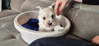 Predam Westika fenku - 5