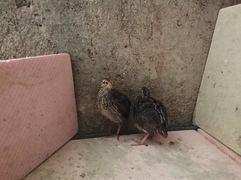 Japonske prepelice - 5