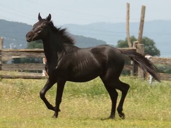 Appaloosa kobylka - 5