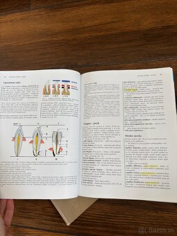 Anatomia Čihak 1,2,3 - 5