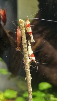 Krevetky Caridina PRL (pure red line) - 5