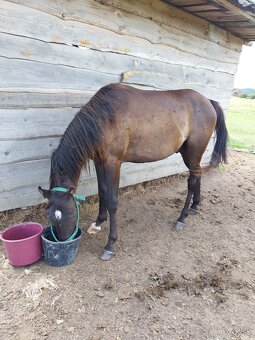 Arabský plnokrvník žrebec - 5