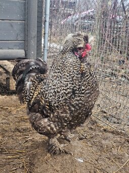 Hodvábničky kohútikovia - 5