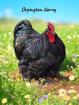 Kuriatka ORPINGTONKA ČIERNA - 5