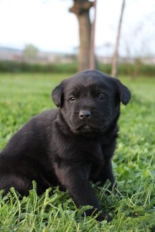 Šteniatka labradora k rezervácii - 5