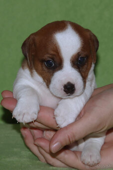 štěňata Jack Russell teriéra s PP - 5