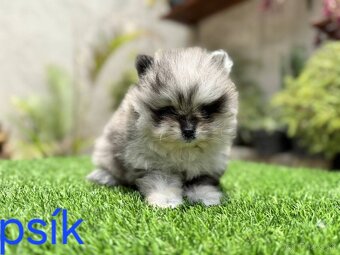 Pomeranian mini - 5