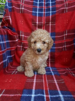 Maltipoo - 5