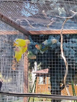 Agapornis ruzovohrdly - 5