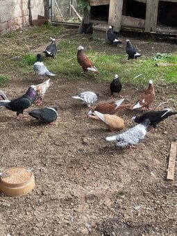 Slovenský hrvoliak - 5