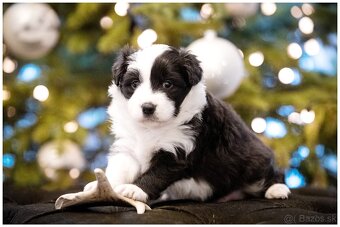 Border Collie Border Kolia s PP FCI - 5