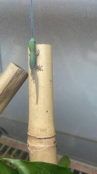 Phelsuma Laticauda blue line 0.0.3 - 5