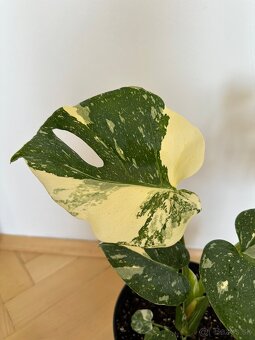 Monstera albo - 5