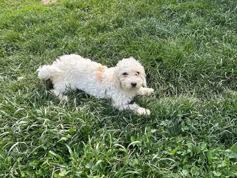Maltezak kríženy s cavalierom - 5