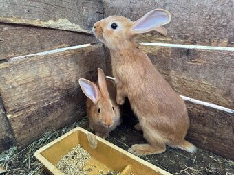 Predám burgundské králiky – čistokrvné 🐰 - 5