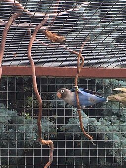 Agapornis skraboskovy - 5