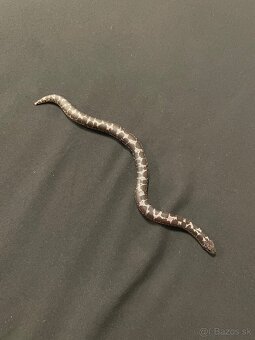 Piesocnik pestry /eryx colubrinus/ ANERY - 5