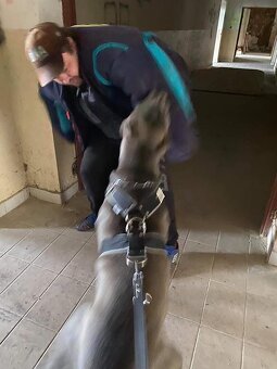 Bandog - 5