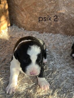 Predám šteniatka border kolie – otec mix border kolie - 5