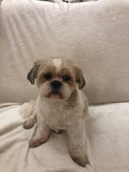 Predám šteniatka plemena shi tzu - 5