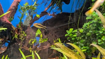 Ryby:Caridina Japonica XL, Gupka Sunset, Mrenka siamska - 5