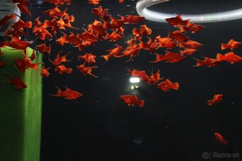 ⛔️Xiphophorus Helleri Red Ruby⛔️ - 5