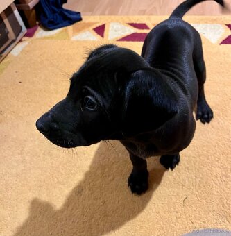 Darujem steniatka - 5