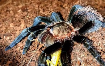 Tarantula,vtackár - 5