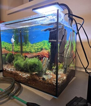 akvárium, krevetkárium 25l, zariadené - 5