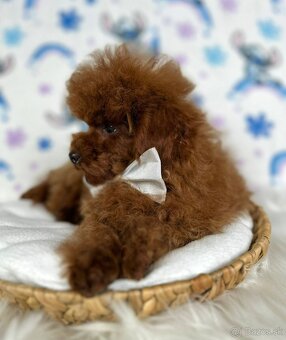 Pudel toy/Pudlík toy - red brown psíček - 5