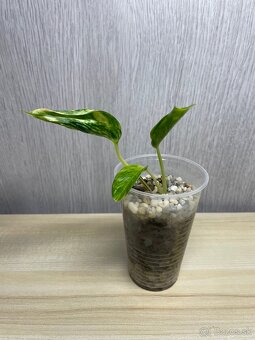 Epipremnum Shangri-La variegated (Godzilla) - 5