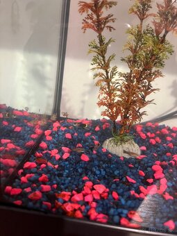 predám gubky a prisavníkov - 5