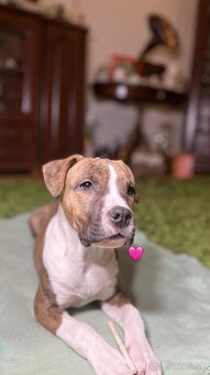 Americký Stafordšírsky Terier  s PP - 5