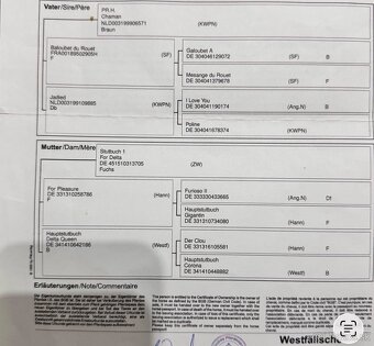 Prodám westfalskou kobylu s top původem - 5