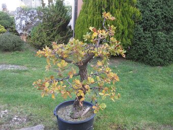 BONSAI,BONSAJ-HRAB 2 - 5