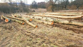 Predám palivové drevo buk - 5