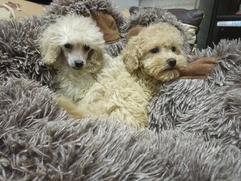 Pudel trpasličí - 5