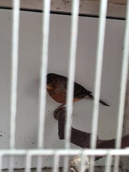 Predám kanárikov - 5