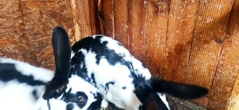 Predám králiky - 5