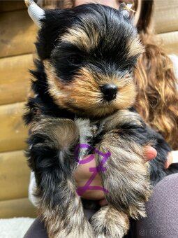Yorkshire terrier s PP - 5