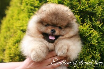 Pomeranian FCI - 5
