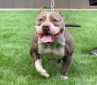 American bully - 5