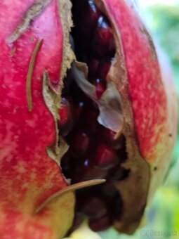 Gránátové jablko- Ovocie, nie rastlinka - 5