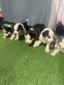 Šteniatka Husky - 5