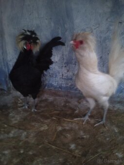 Predám kohúta Paduanka - 5