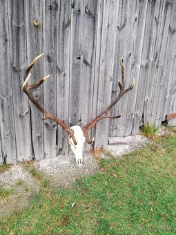 Poľovnícka trofej jeleň - 5