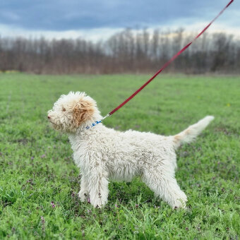 Lagotto Romagnolo steniatko s PP papiermi - 5