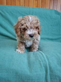 Maltipoo - 5